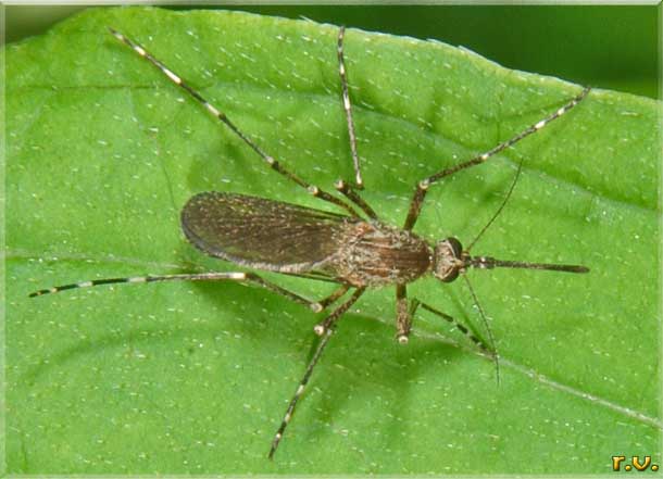  Aedes albopictus  Culicidae 