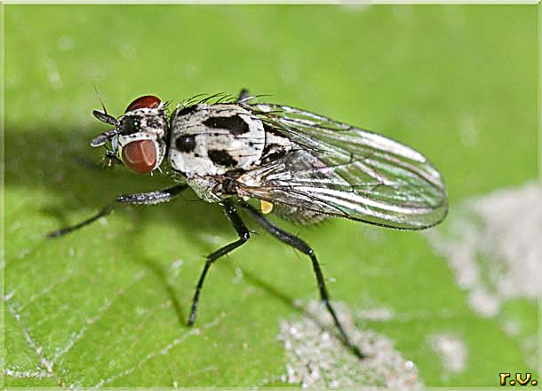  Anthomyia imbrida  Anthomyiidae 