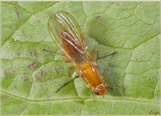  Anthomyza neglecta  Anthomyzidae 
