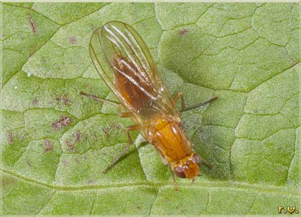 Anthomyza neglecta