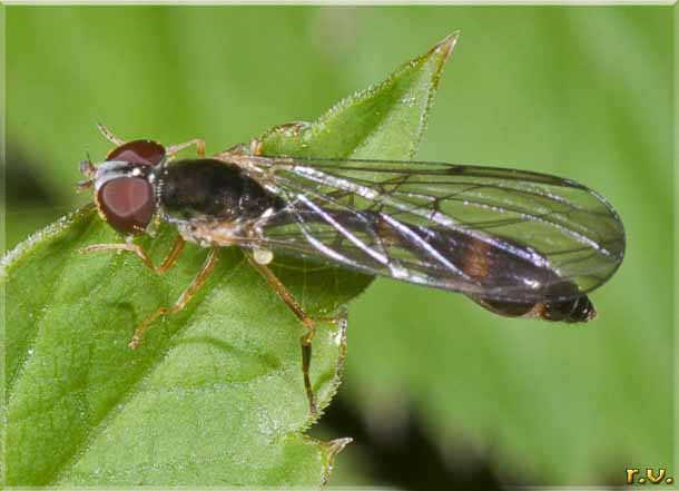 Baccha elongata  Syrphidae 