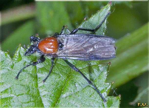  Bibio hortulanus  Bibionidae 