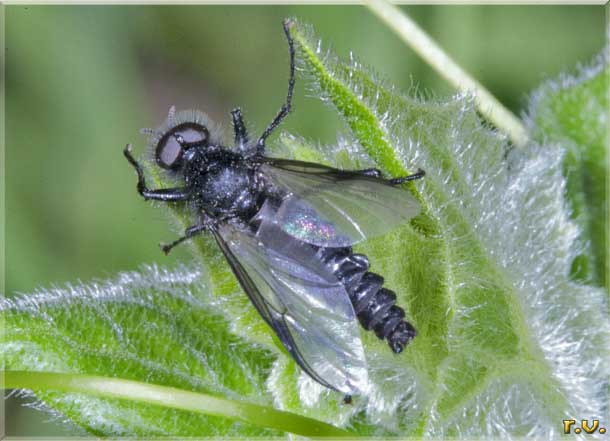  Bibio johannis  Bibionidae 