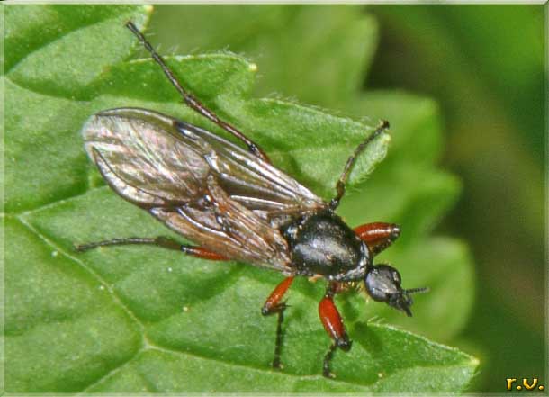  Bibio lanigerus  Bibionidae 