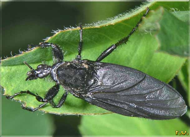  Bibio marci  Bibionidae 