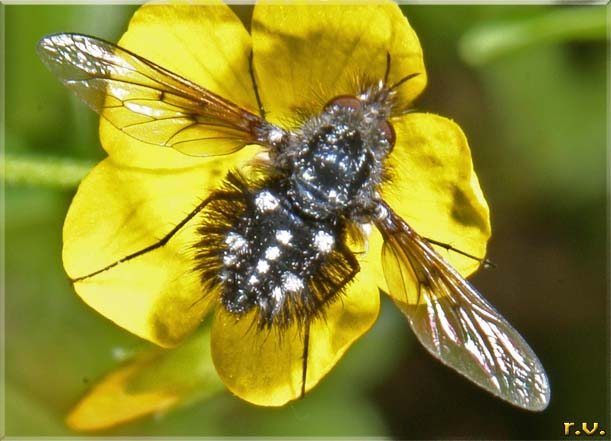  Bombylella atra  Bombyliidae 