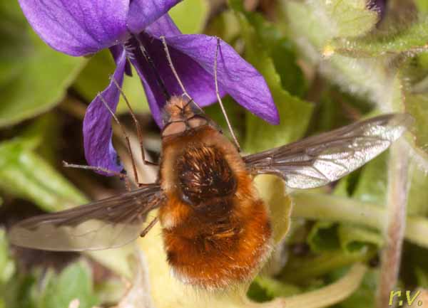 Bombylius discolor