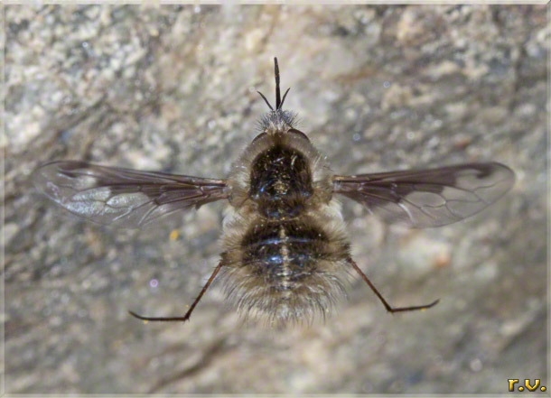  Bombylius fimbriatus  Bombyliidae 