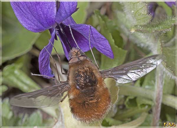  Bombylius major  Bombyliidae 