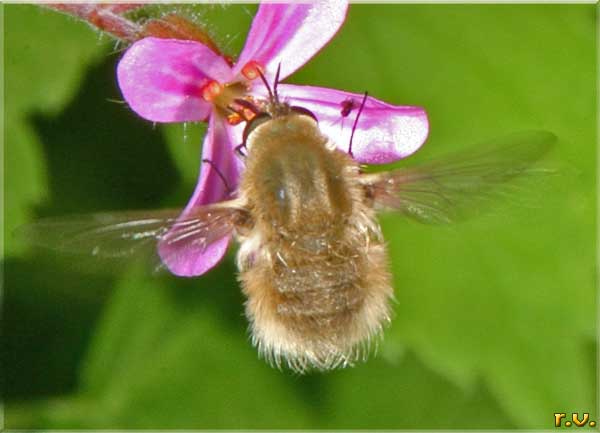 Bombylius minor