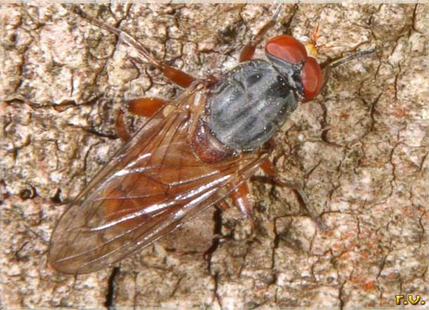  Brachyopa bicolor  Syrphidae 