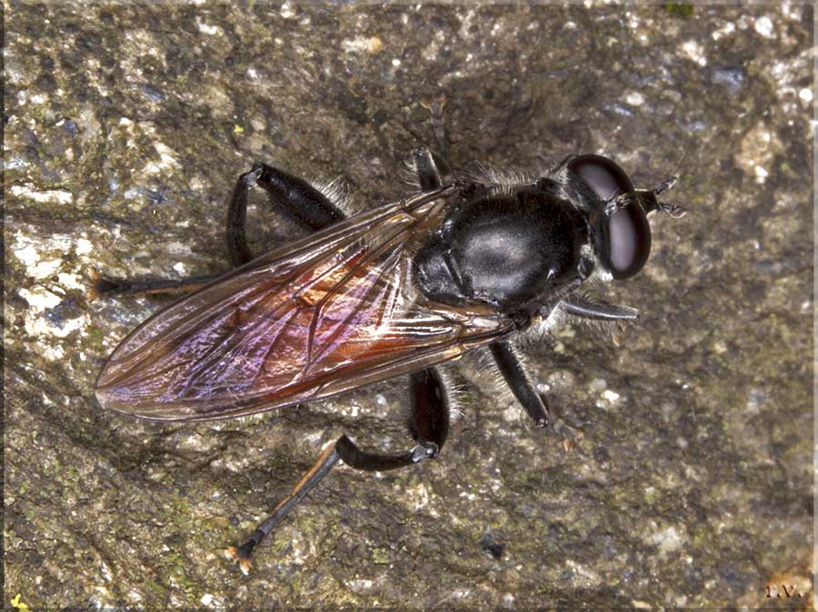  Brachypalpoides lentus  Syrphidae 