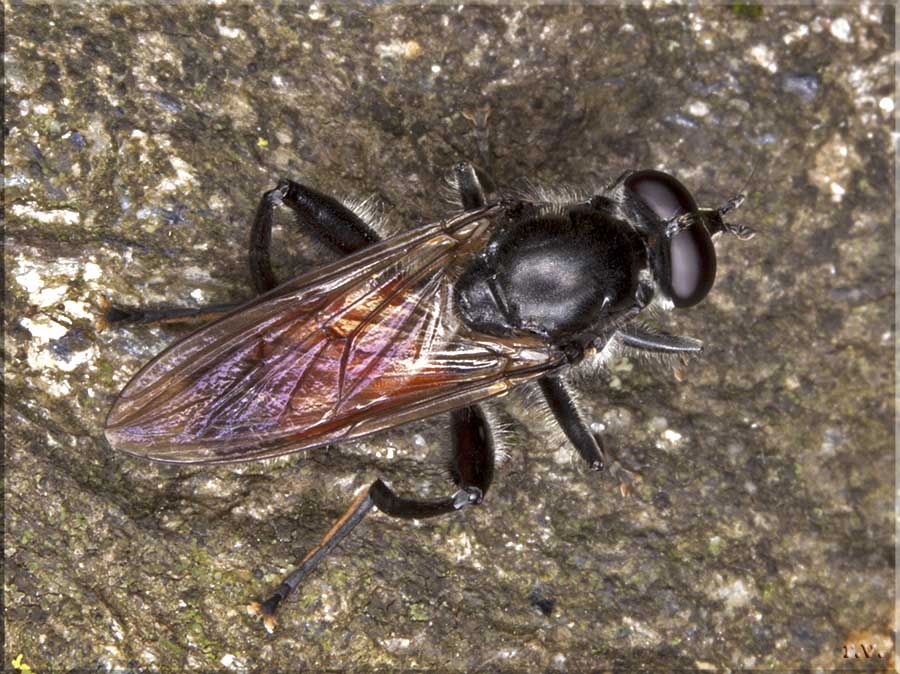 Brachypalpoides lentus