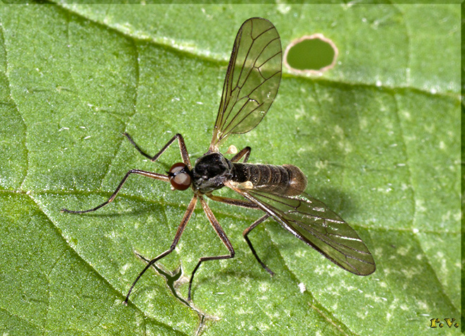  Brachystoma vesiculosum  Brachystomatidae 