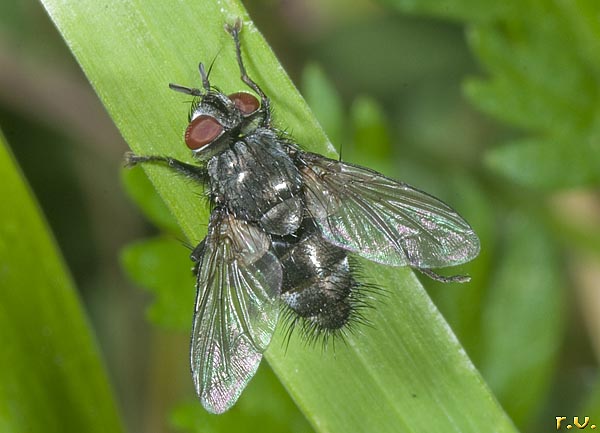  Calliphora vicina  Calliphoridae 