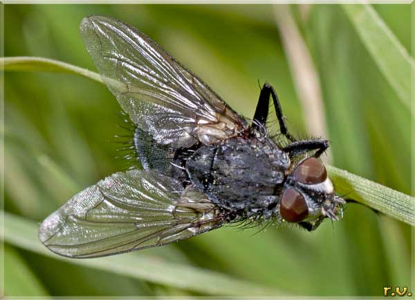  Calliphora vomitoria  Calliphoridae 