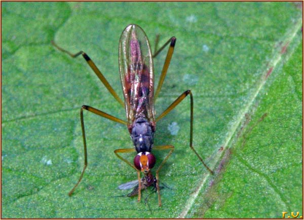  Calobata petronella  Micropezidae 