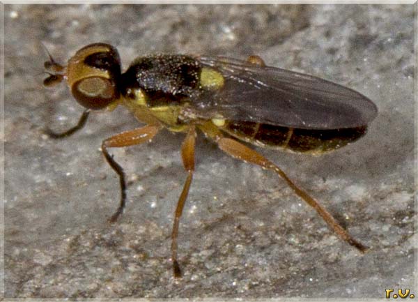  Cetema cereris  Chloropidae 