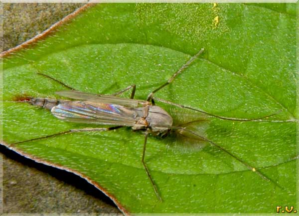  Chaoborus crystallinus  Chaoboridae 