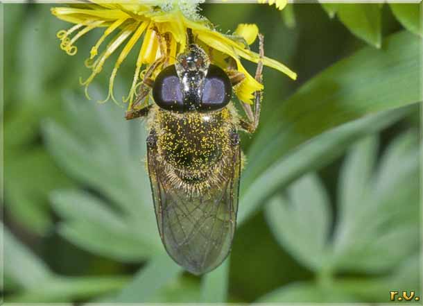  Cheilosia albipila  Syrphidae 