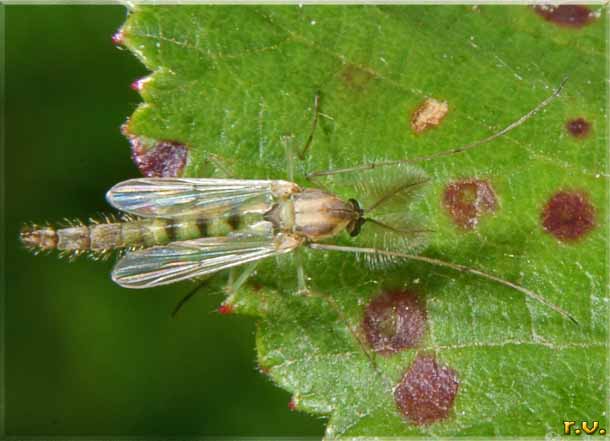  Chironomus luridus  Chironomidae 