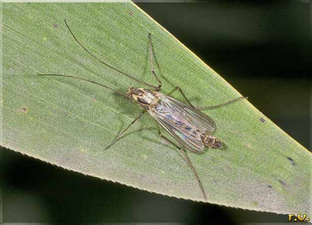  Chironomus plumosus  Chironomidae 