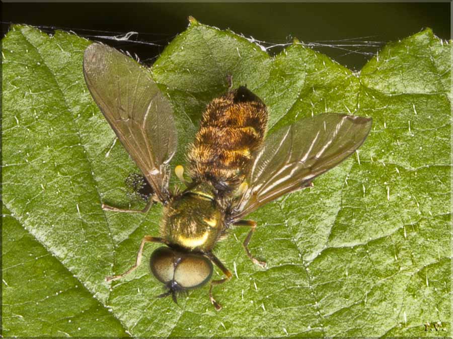  Chloromyia formosa  Stratiomyiidae 