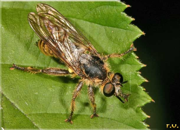  Choerades fimbriata  Asilidae 