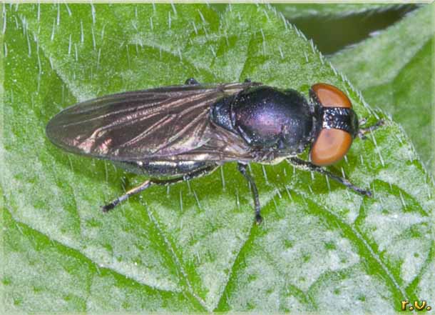  Chrysogaster solstitialis  Syrphidae 