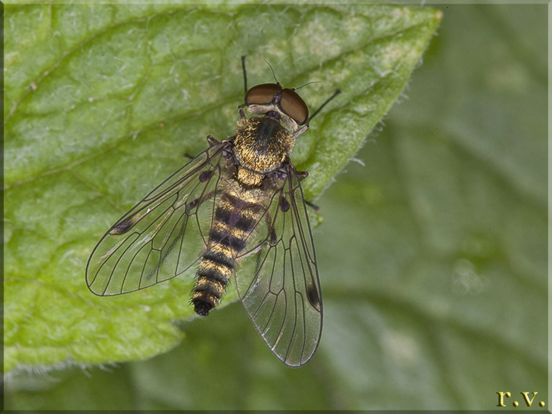  Chrysopilus asiliformis  Rhagionidae 