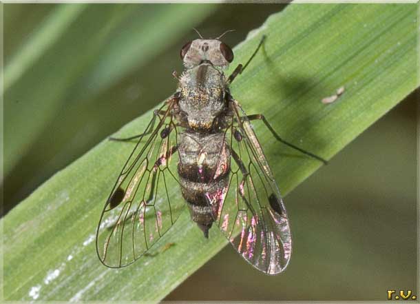  Chrysopilus cristatus  Rhagionidae 
