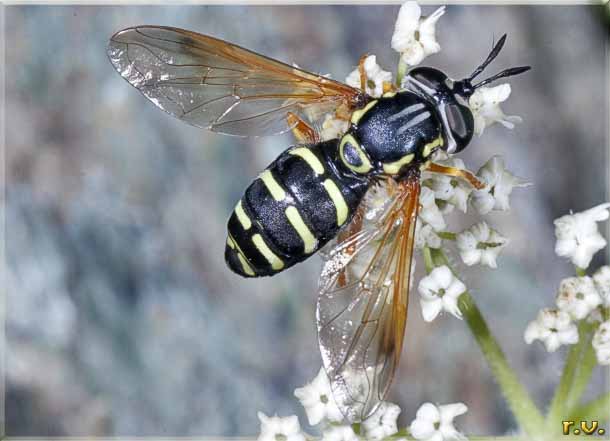  Chrysotoxum arcuatum  Syrphidae 