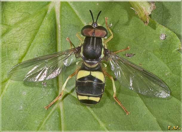  Chrysotoxum bicinctum  Syrphidae 