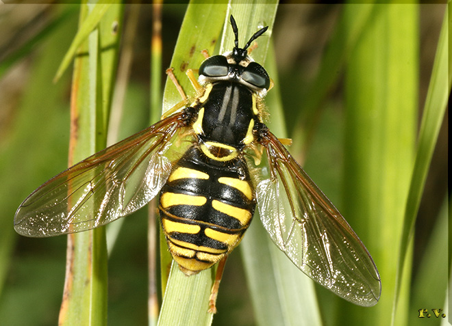  Chrysotoxum cautum  Syrphidae 