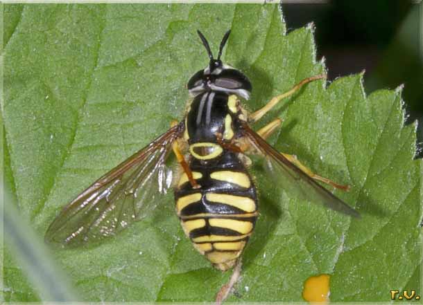  Chrysotoxum elegans  Syrphidae 