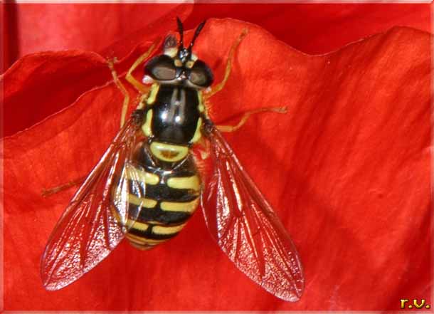  Chrysotoxum festivum  Syrphidae 