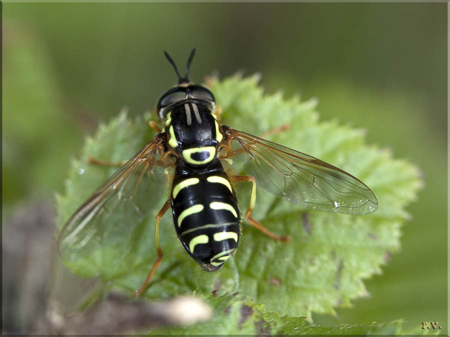  Chrysotoxum intermedium  Syrphidae 