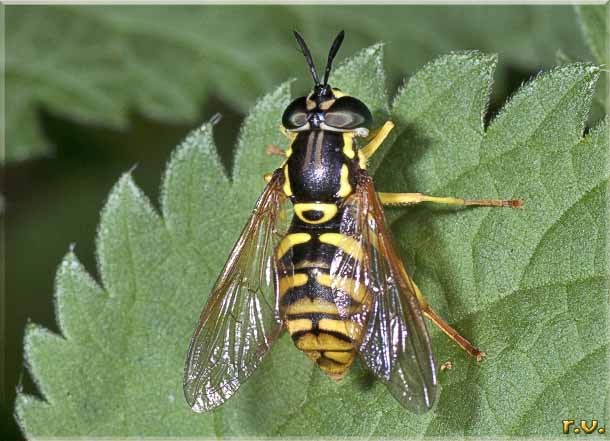  Chrysotoxum verralli  Syrphidae 