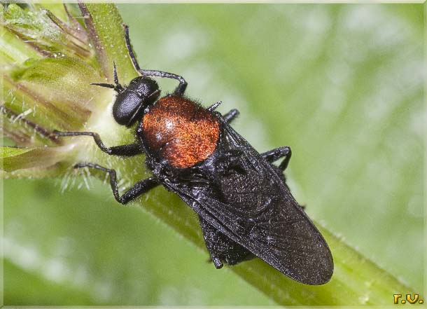 Clitellaria ephippium  Stratiomyiidae 