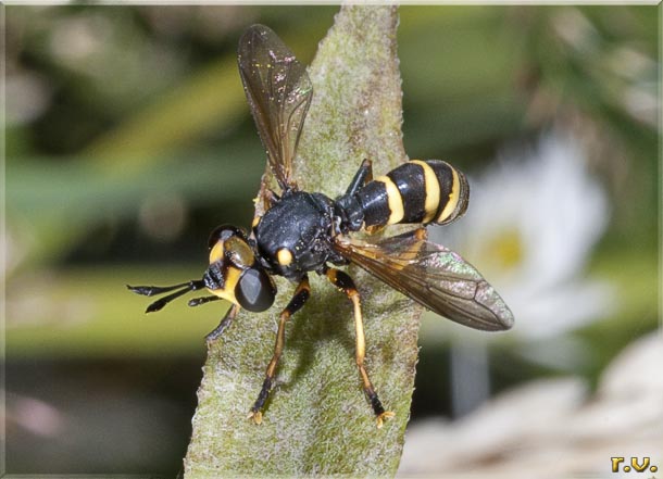  Conops flavipes  Conopidae 