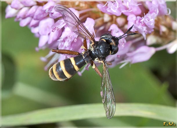  Conops quadrifasciatus  Conopidae 