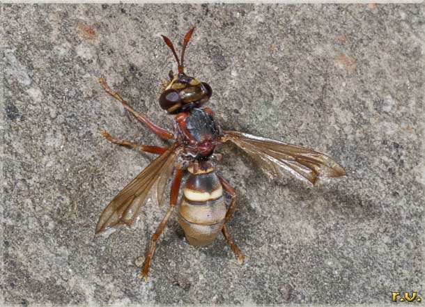  Conops vesicularis  Conopidae 