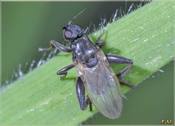  Copromyza equina  Sphaeroceridae 