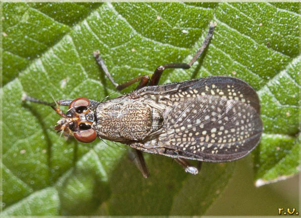  Coremacera marginata  Sciomyzidae 
