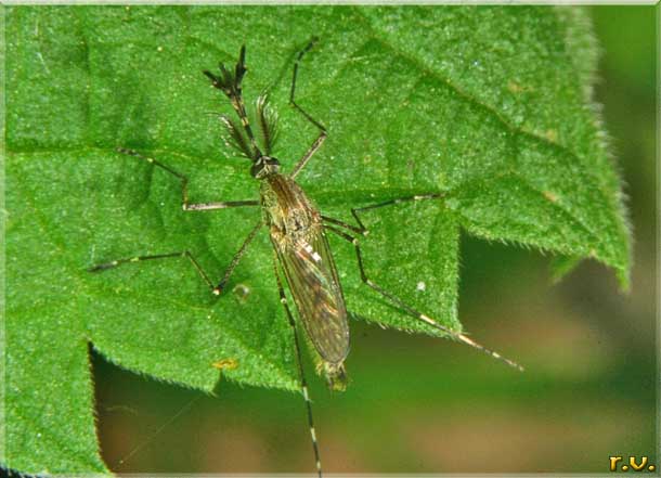 Culex quinquefasciatus