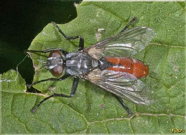  Cylindromyia bicolor  Tachinidae 