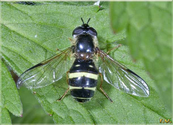  Dasysyrphus tricinctus  Syrphidae 