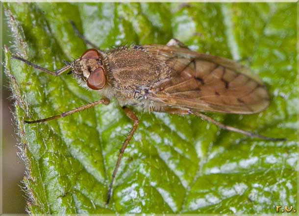  Dialineura analis  Therevidae 