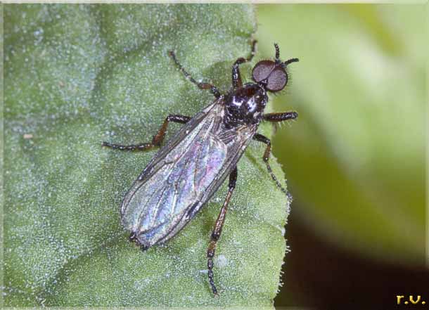  Dilophus femoratus  Bibionidae 