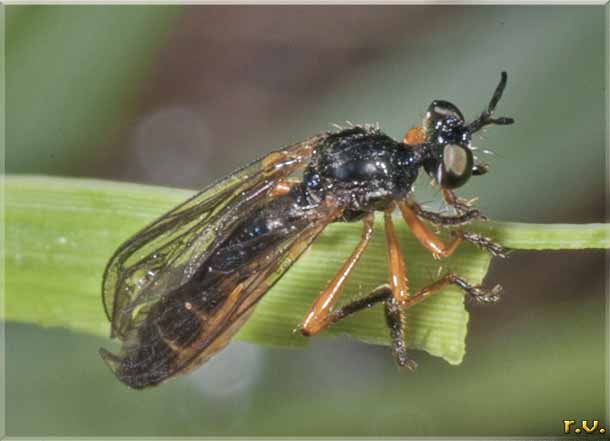  Dioctria rufipes  Asilidae 